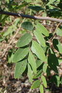 Sivun Phyllanthus reticulatus var. reticulatus kuva
