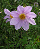 Image of Tree dahlia