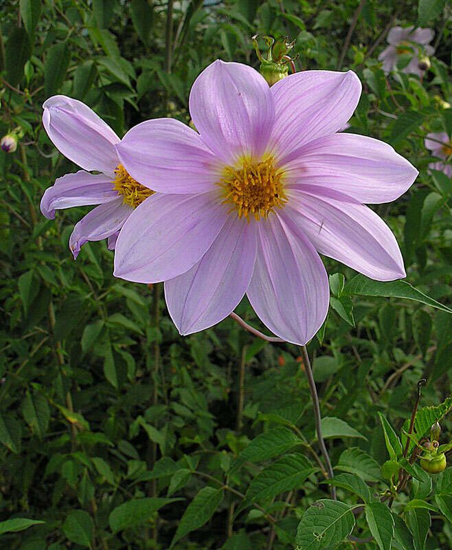 Image of Tree dahlia