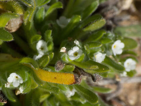 Plancia ëd Plagiobothrys pringlei Greene.