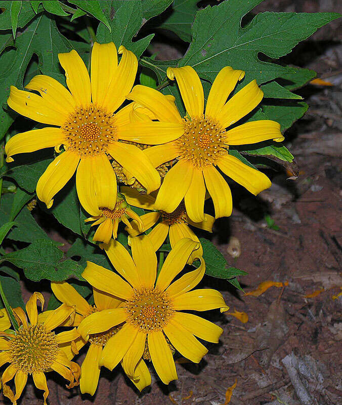 Image de Tournesol mexicain