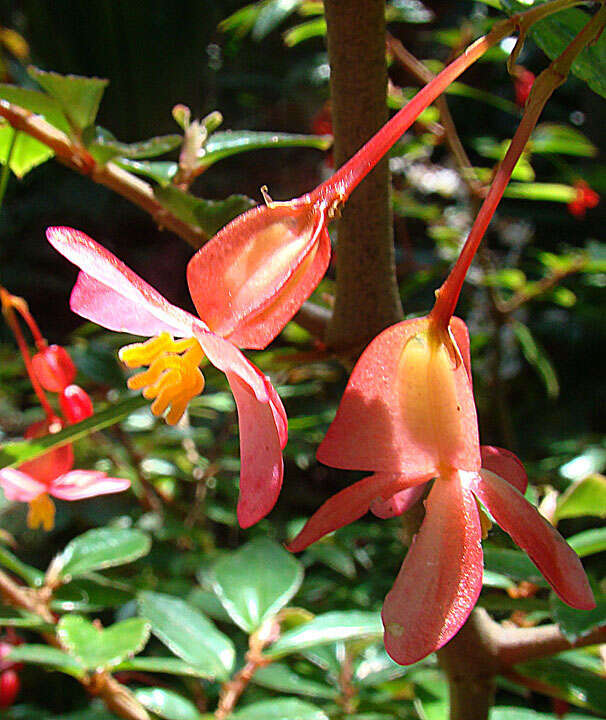 Слика од Begonia foliosa Kunth