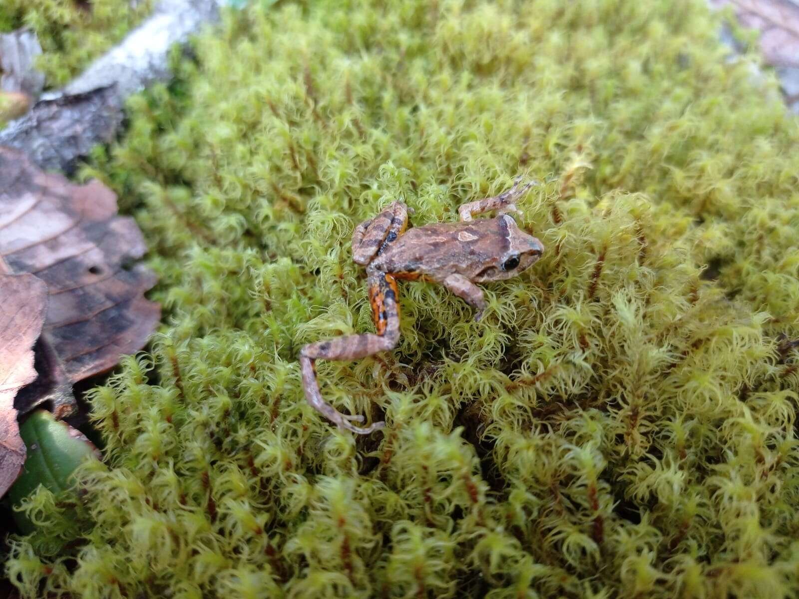 Image of Pristimantis permixtus (Lynch, Ruiz-Carranza & Ardila-Robayo 1994)