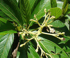 Image of Psychotria viridis Ruiz & Pav.