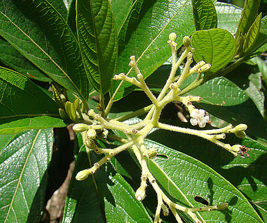 Image of Psychotria viridis Ruiz & Pav.