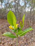 Gardenia rutenbergiana (Baill. ex Vatke) J.-F. Leroy的圖片