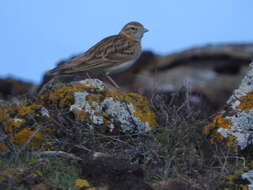 Image of Greater Short-toed Lark