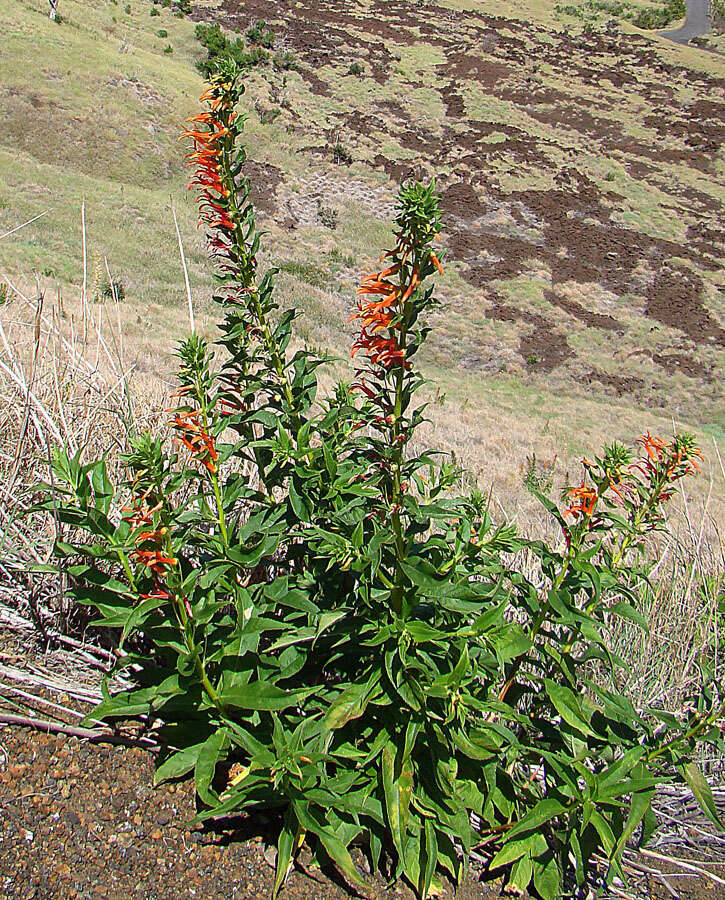 Image de Lobelia laxiflora Kunth