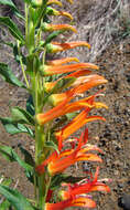 Image of Sierra Madre lobelia