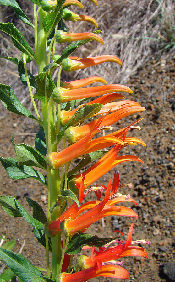 Image de Lobelia laxiflora Kunth