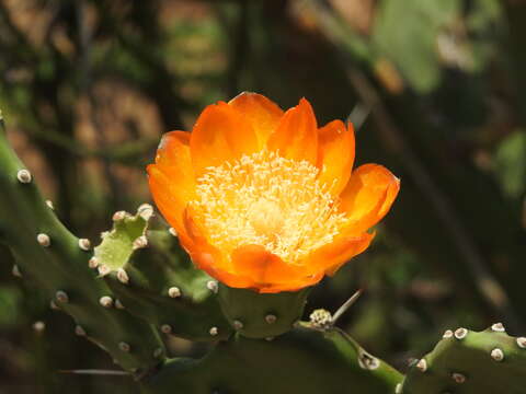 Opuntia elata Salm-Dyck resmi