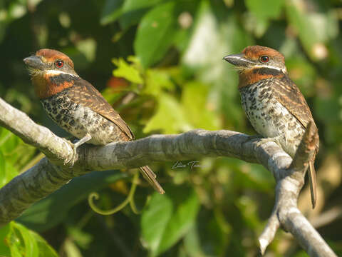 Image of Spotted Puffbird