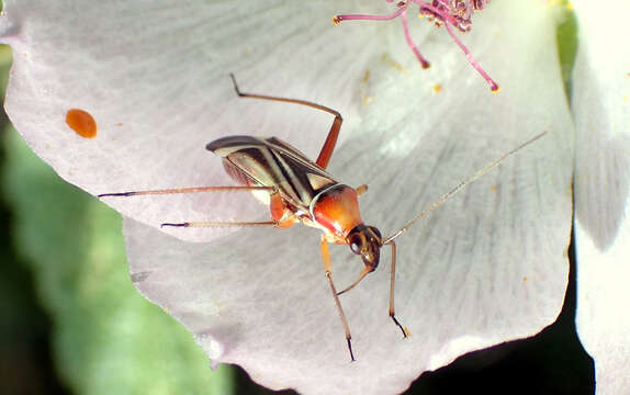 Image of Closterocoris amoenus (Provancher 1887)