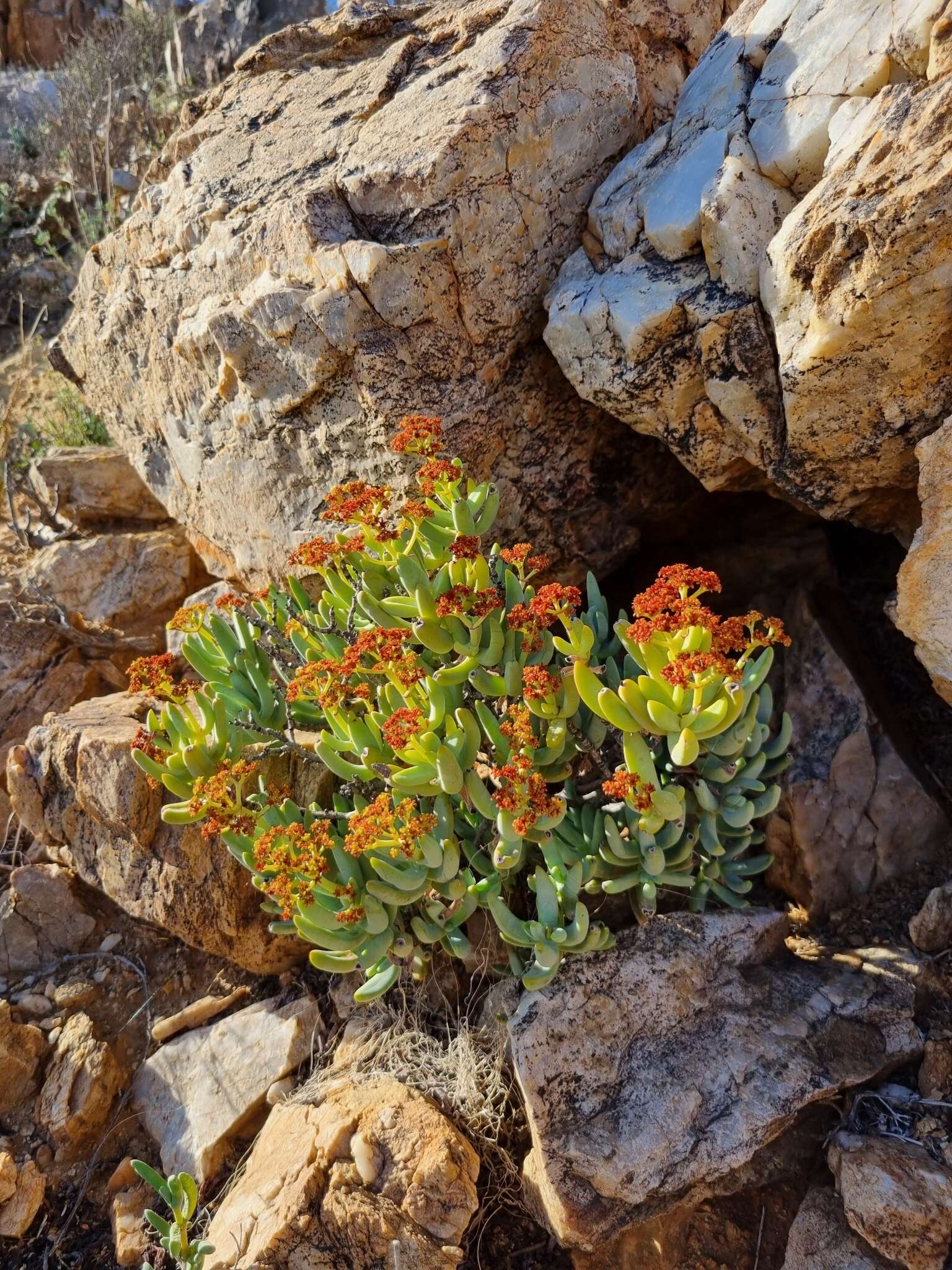 Image of Crassula brevifolia subsp. brevifolia