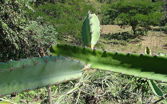 Image of Selenicereus costaricensis (F. A. C. Weber) S. Arias & N. Korotkova