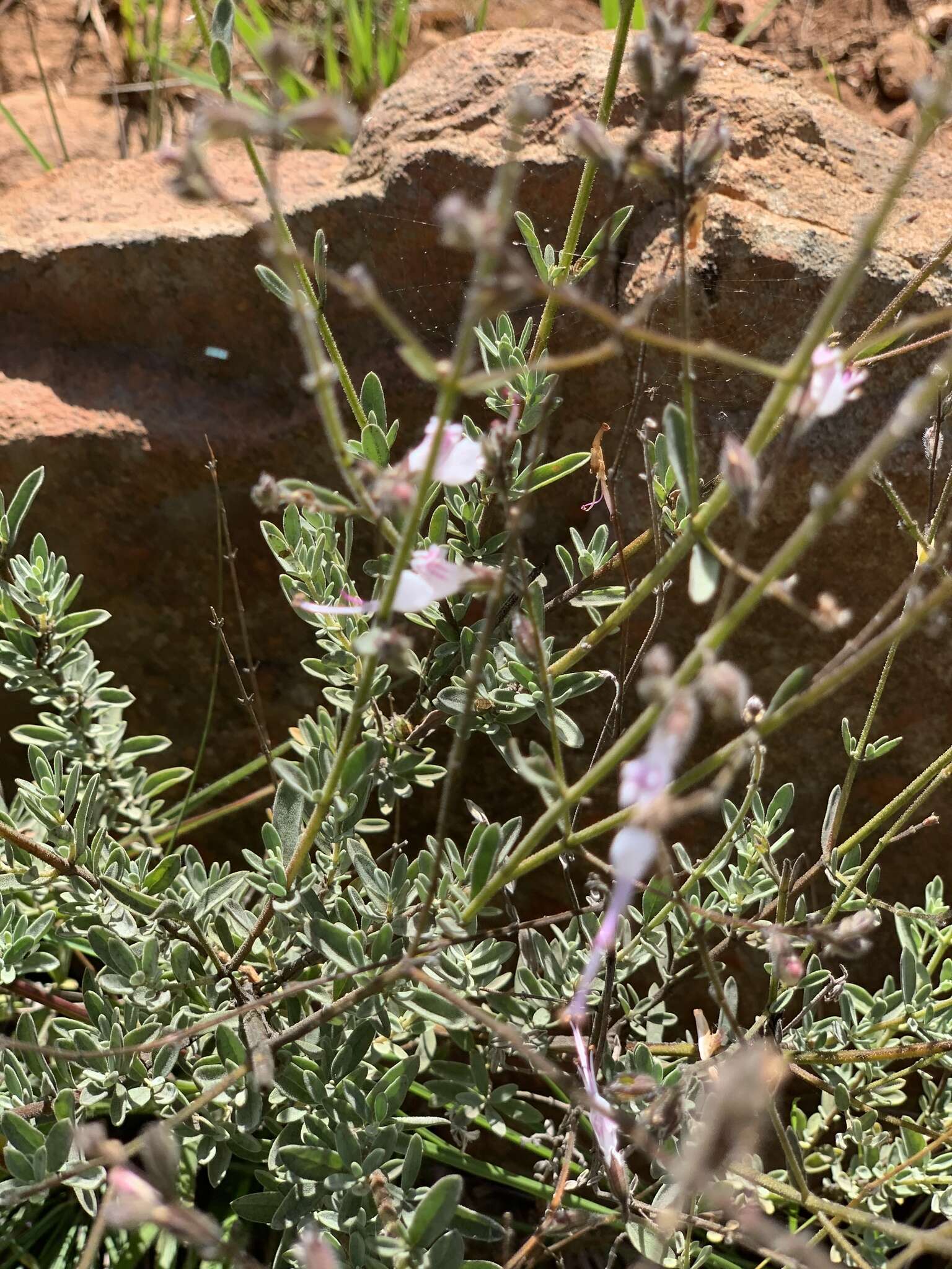 Image of Syncolostemon concinnus N. E. Br.