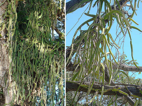 Image of Selenicereus costaricensis (F. A. C. Weber) S. Arias & N. Korotkova