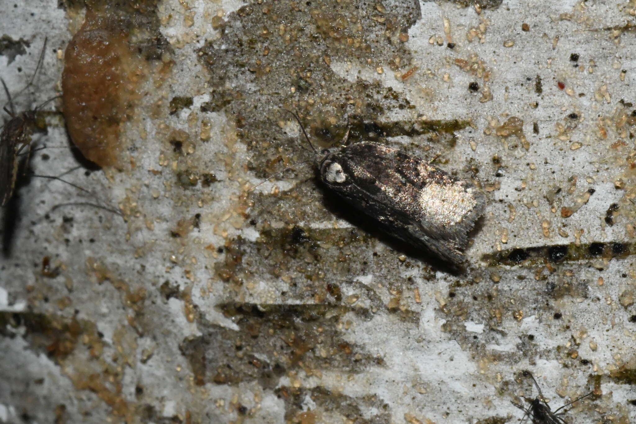 Image of Acleris clarkei Obraztsov 1963