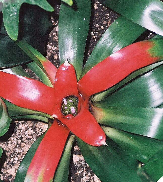 Image of Neoregelia carolinae (Beer) L. B. Sm.