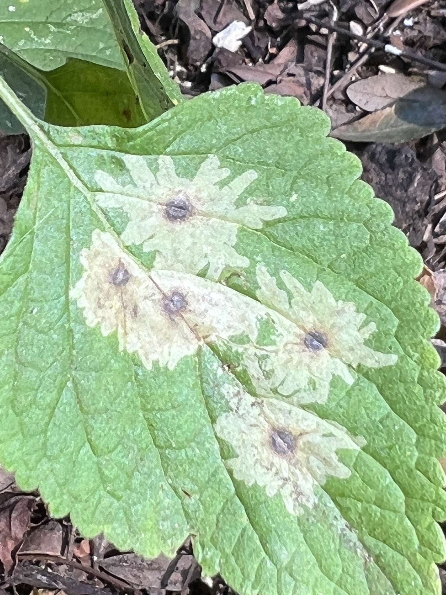 Calycomyza hyptidis Spencer 1966 resmi