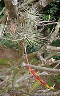 Image of Tillandsia fuchsii W. Till