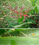 Image of Aechmea tillandsioides (Mart. ex Schult. & Schult. fil.) Baker