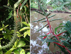 Image of Aechmea bracteata (Sw.) Griseb.