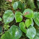 Image of Begonia conchifolia A. Dietr.