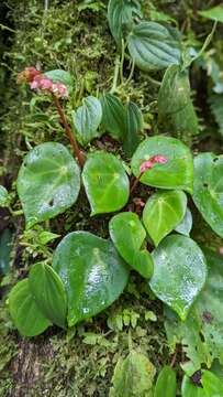 Слика од Begonia conchifolia A. Dietr.