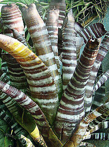 Image of Aechmea chantinii (Carrière) Baker