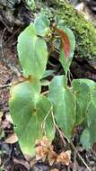 Image of Begonia altoperuviana A. DC.