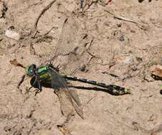 صورة Ophiogomphus susbehcha Vogt & Smith 1993