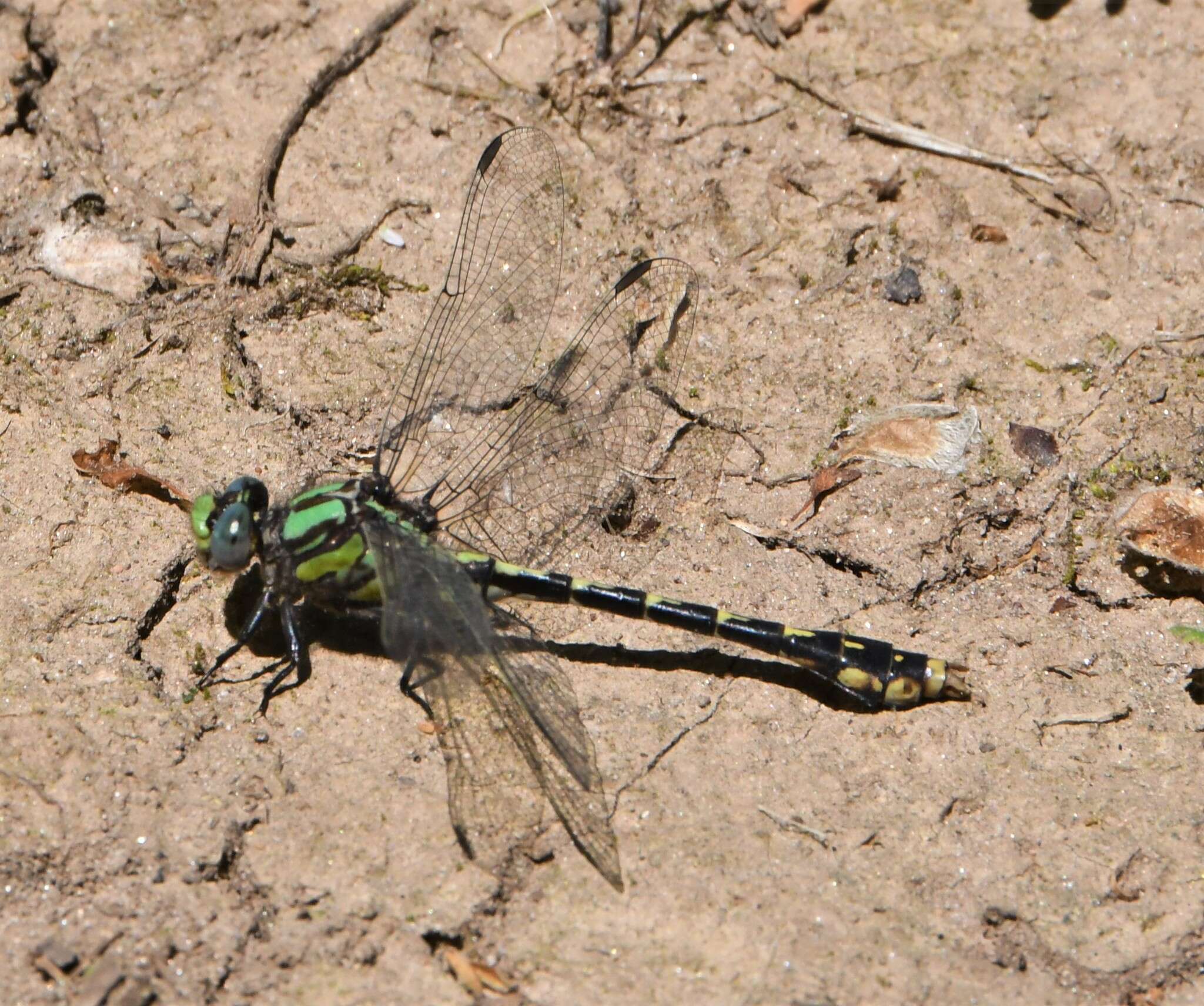 صورة Ophiogomphus susbehcha Vogt & Smith 1993