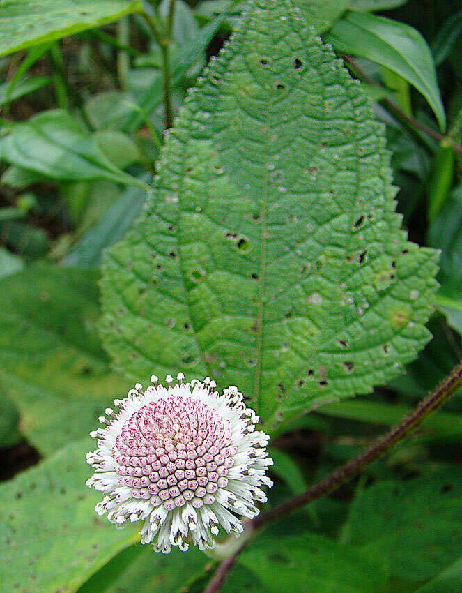 Sivun Melanthera nivea (L.) Small kuva