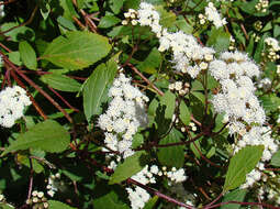 صورة Ageratina riparia (Regel) R. King & H. Rob.