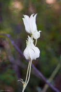 Imagem de Actinotus helianthi Labill.