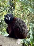 Image of brown-mantled tamarin