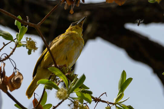 Image of Southern Brown-throated Weaver