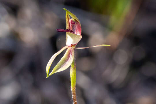 Imagem de Caladenia tessellata Fitzg.