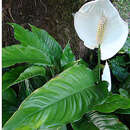 Image of Spathiphyllum montanum (R. A. Baker) Grayum