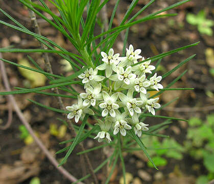 Image of pineneedle milkweed