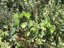 Image of island gooseberry