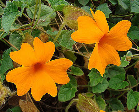 Image of Thunbergia gregorii S. Moore