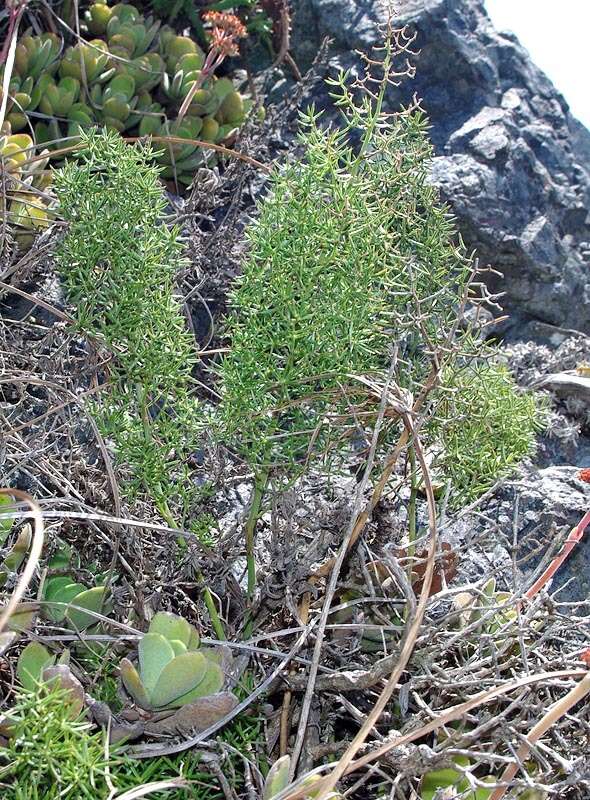 Image of Asparagus rigidus Jessop