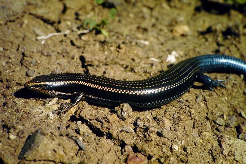 Plancia ëd Chalcides sexlineatus sexlineatus Steindachner 1891