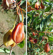 Image of Crinodendron patagua Molina