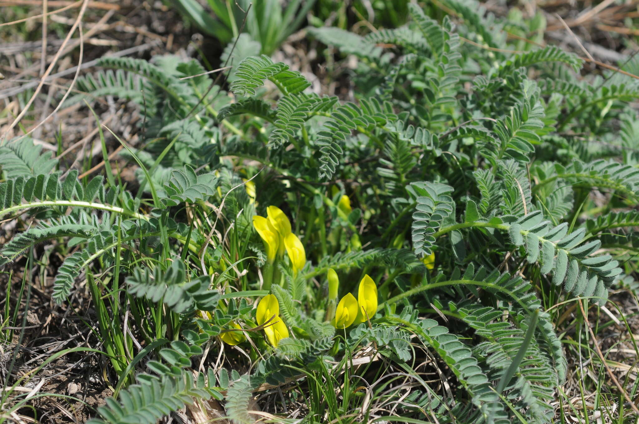 Imagem de Astragalus chlorodontus Bunge