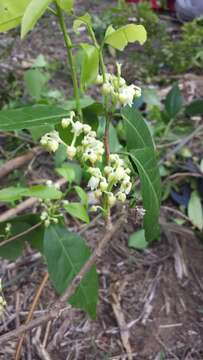 Image of Rinorea arborea (Thou.) Baill.