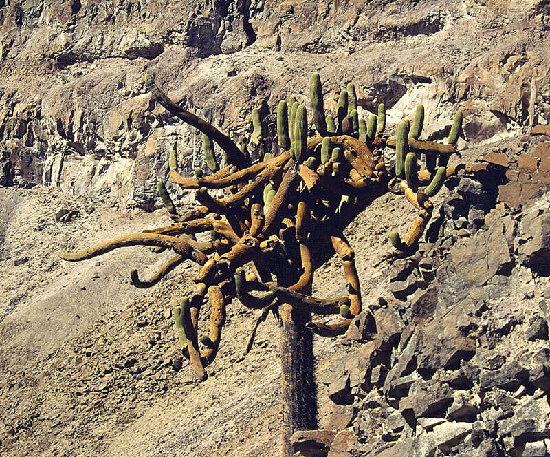 Image of Browningia candelaris (Meyen) Britton & Rose