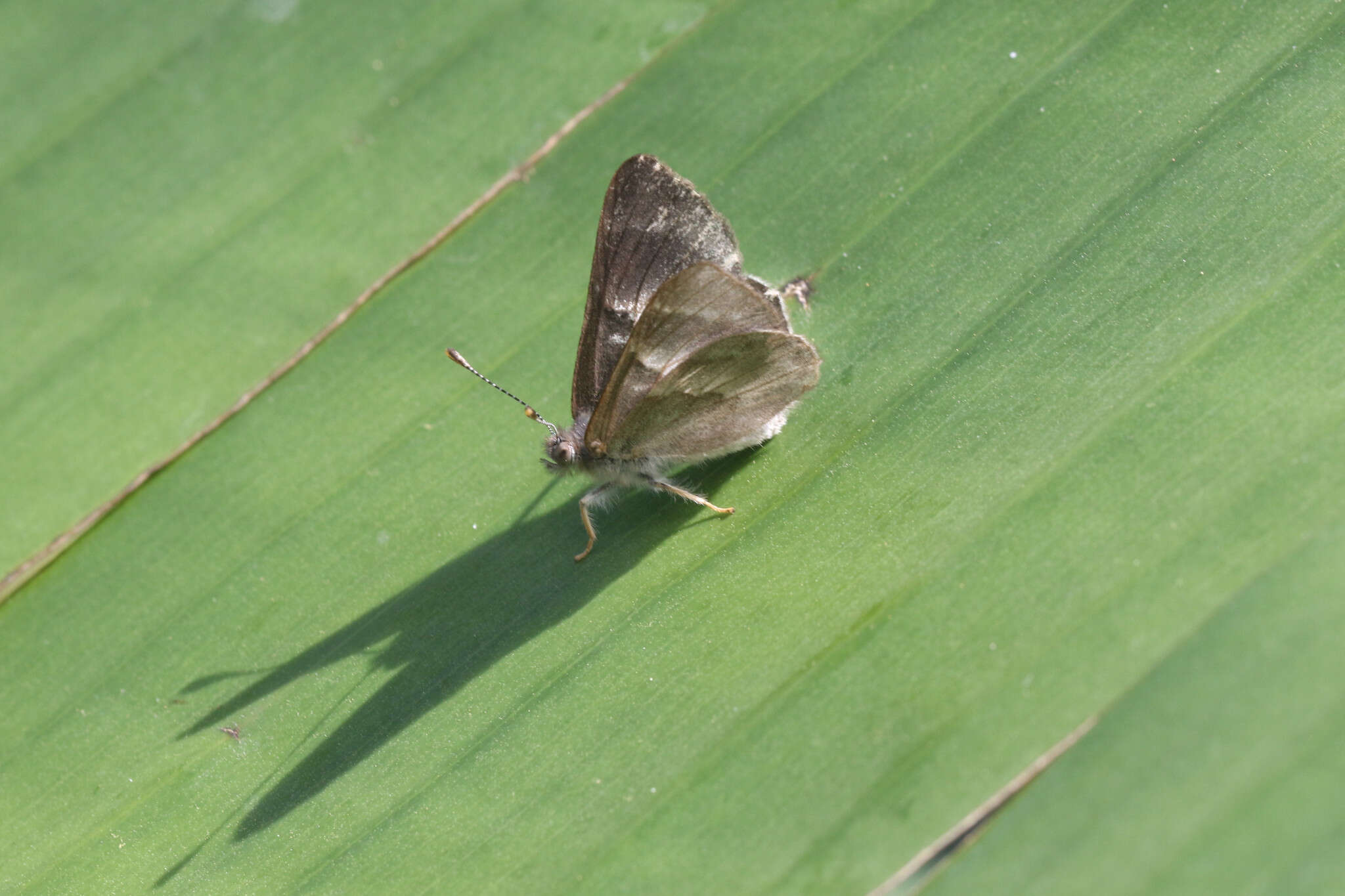 Image of Corrachia leucoplaga Schaus 1913